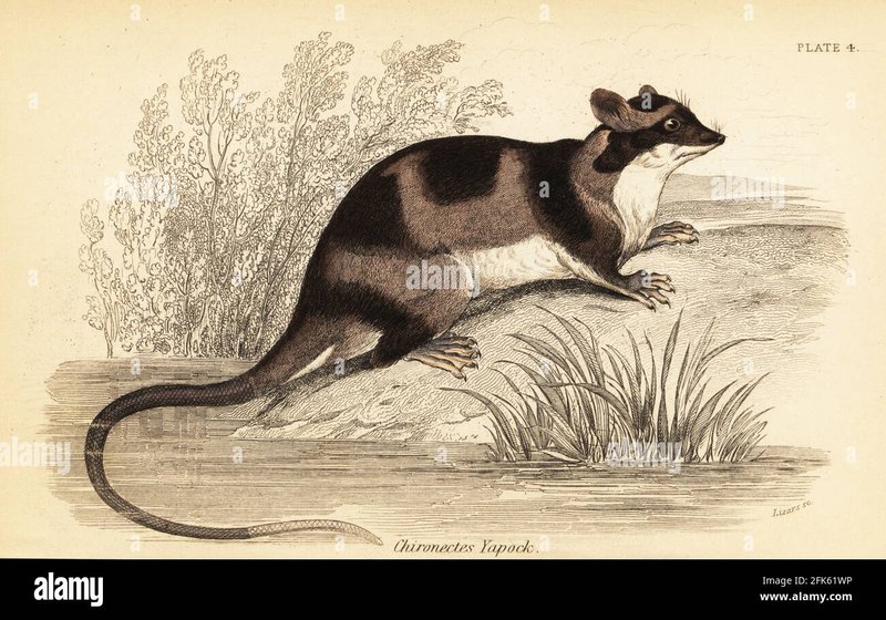 Comparing The Yapok Vs. [Similar Species]