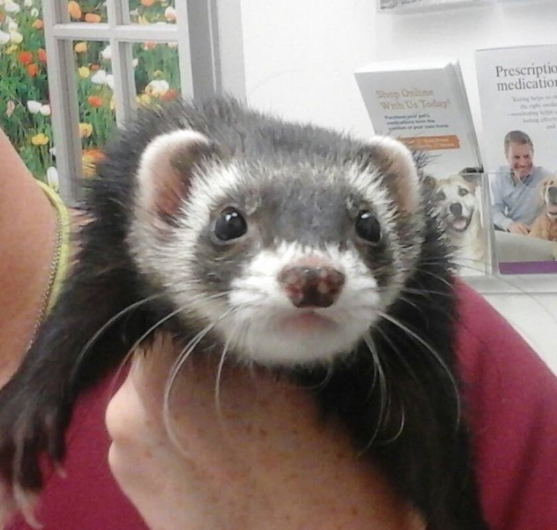 Complete Ferret Care Guide: Feeding, Housing, And Bonding
