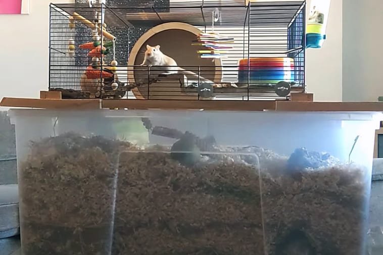 Complete Gerbil Care Guide: Diet, Cage Setup, And Handling