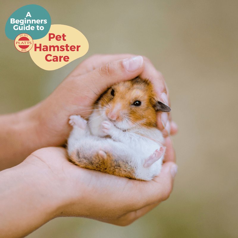 Complete Hamster Care Guide For Beginners
