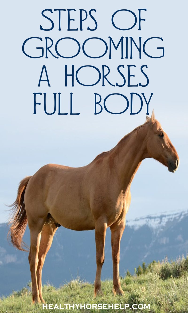 Complete Horse Care Guide For Beginners