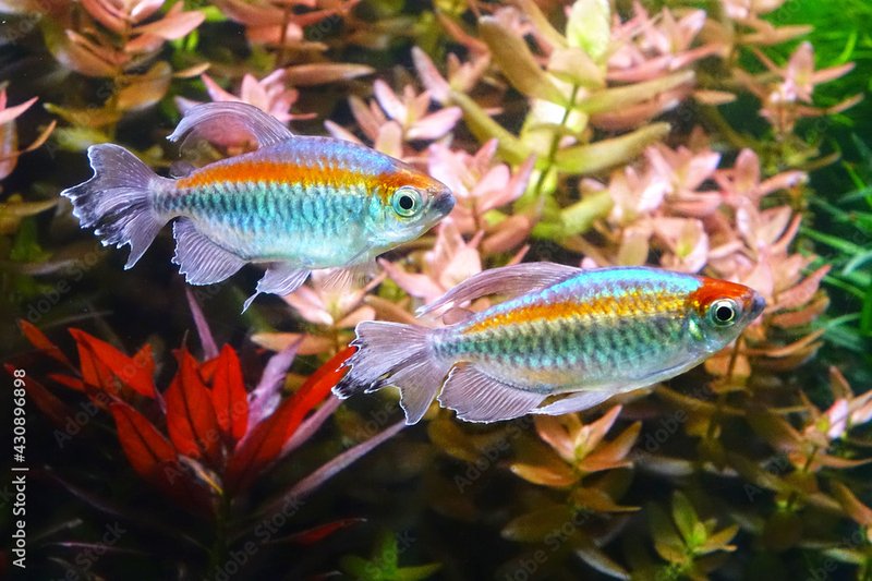 Congo Tetra
