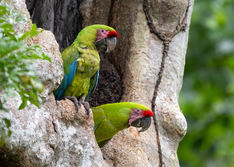 Conservation Efforts Aimed At Protecting The Amazon Parrot