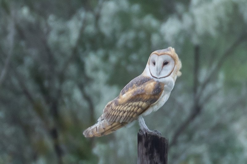 Conservation Efforts Aimed At Protecting The Barn Owl