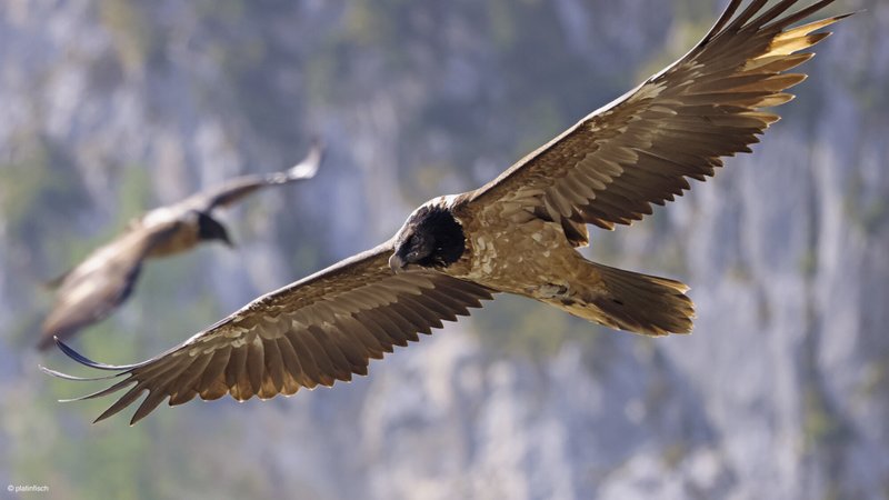 Conservation Efforts Aimed At Protecting The Bearded Vulture