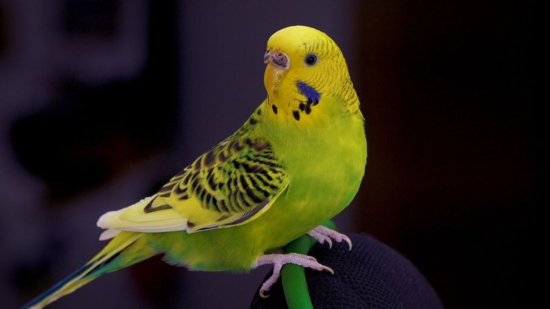 Conservation Efforts Aimed At Protecting The Budgie