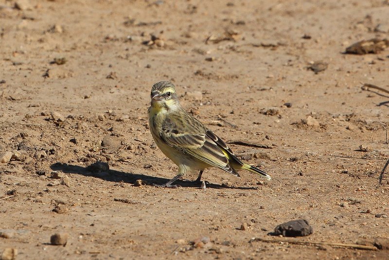 Conservation Efforts Aimed At Protecting The Canary