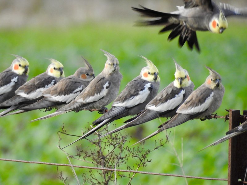 Conservation Efforts Aimed At Protecting The Cockatiel