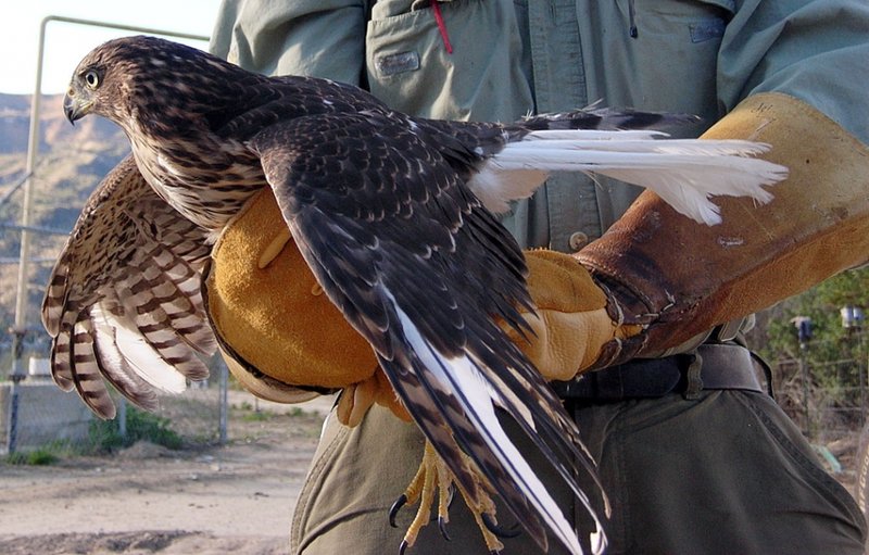 Conservation Efforts Aimed At Protecting The Cooper’S Hawk
