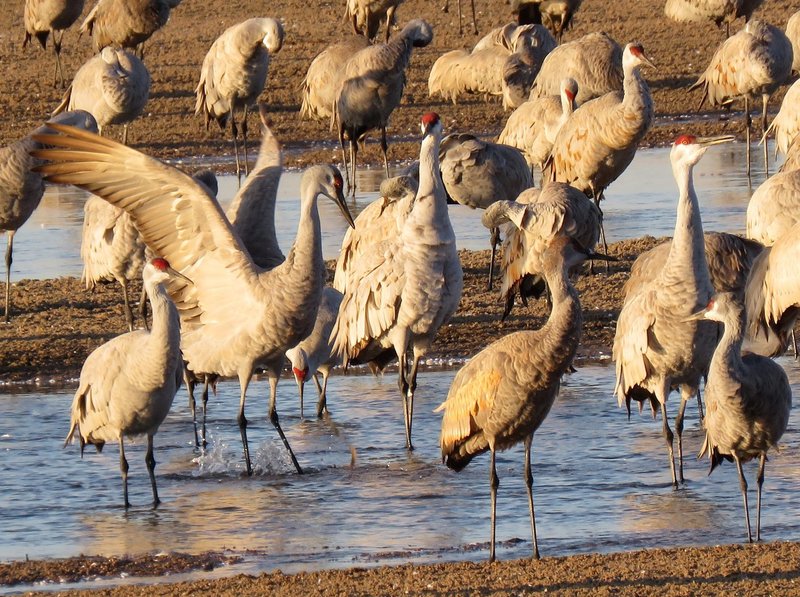 Conservation Efforts Aimed At Protecting The Crane