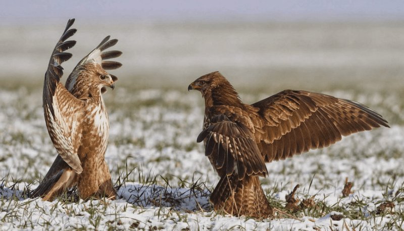 Conservation Efforts Aimed At Protecting The Crowned Eagle