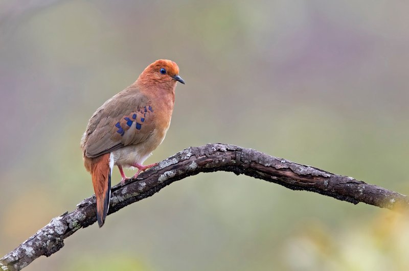 Conservation Efforts Aimed At Protecting The Dove