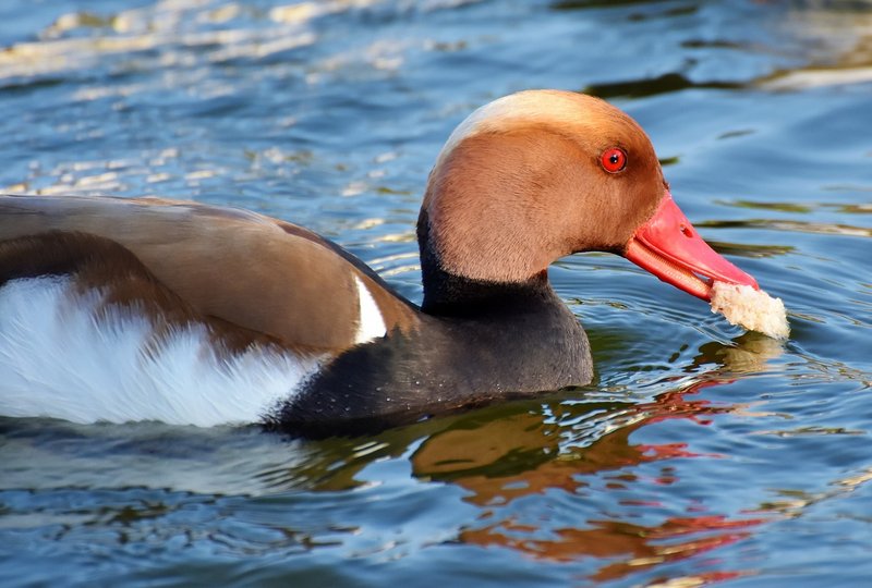 Conservation Efforts Aimed At Protecting The Duck
