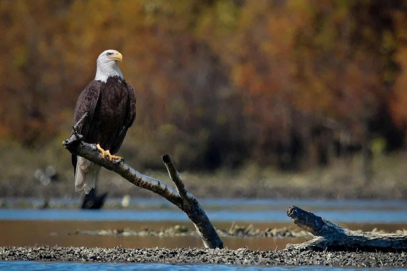 Conservation Efforts Aimed At Protecting The Eagle