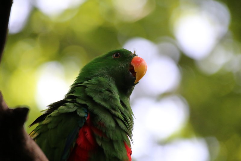 Conservation Efforts Aimed At Protecting The Eclectus Parrot