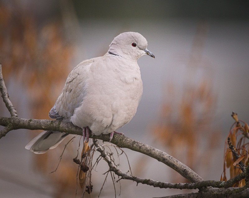 Conservation Efforts Aimed At Protecting The Eurasian Collared Dove