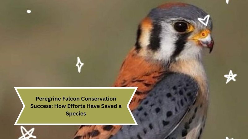Conservation Efforts Aimed At Protecting The Falcon