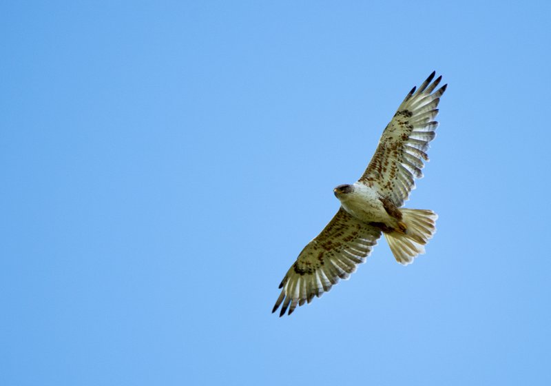 Conservation Efforts Aimed At Protecting The Ferruginous Hawk