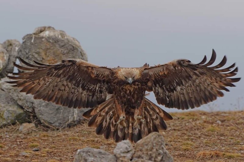 Conservation Efforts Aimed At Protecting The Golden Eagle