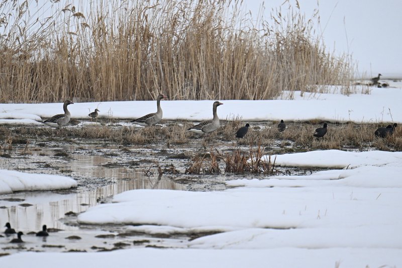 Conservation Efforts Aimed At Protecting The Goose