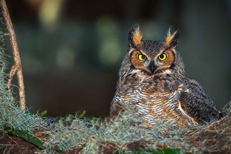 Conservation Efforts Aimed At Protecting The Great Horned Owl