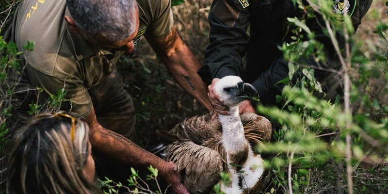 Conservation Efforts Aimed At Protecting The Griffon Vulture