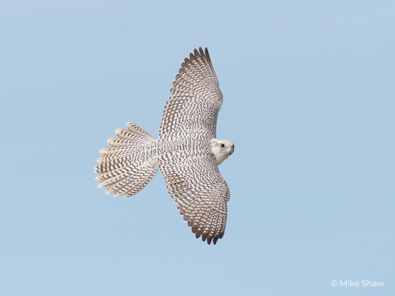Conservation Efforts Aimed At Protecting The Gyrfalcon