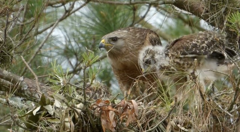 Conservation Efforts Aimed At Protecting The Hawk
