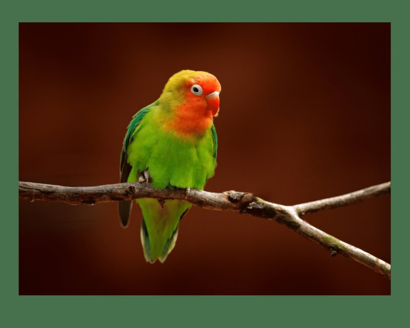 Conservation Efforts Aimed At Protecting The Lovebird