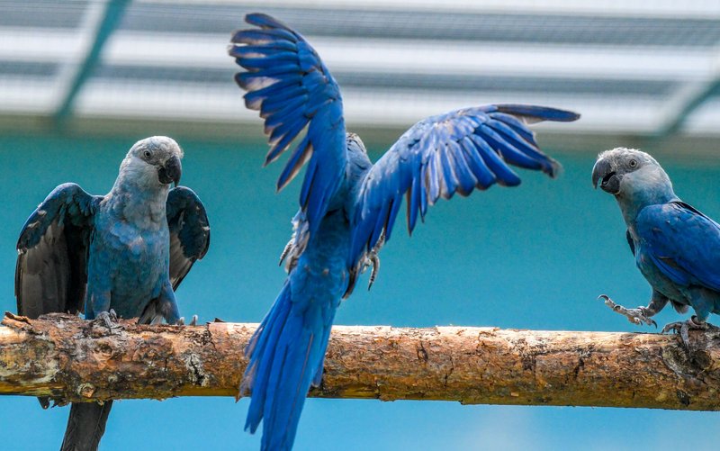 Conservation Efforts Aimed At Protecting The Macaw