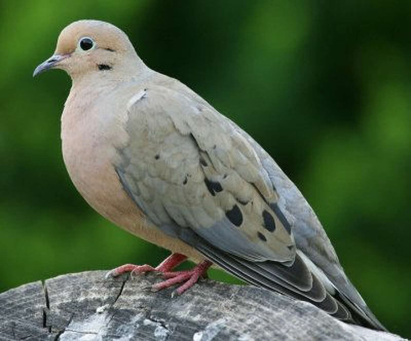 Conservation Efforts Aimed At Protecting The Mourning Dove