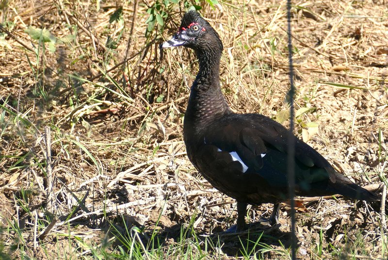 Conservation Efforts Aimed At Protecting The Muscovy Duck