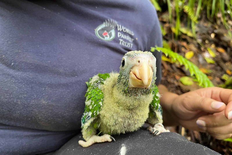 Conservation Efforts Aimed At Protecting The Parrot