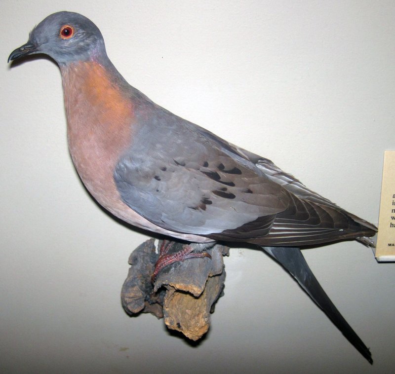 Conservation Efforts Aimed At Protecting The Passenger Pigeon