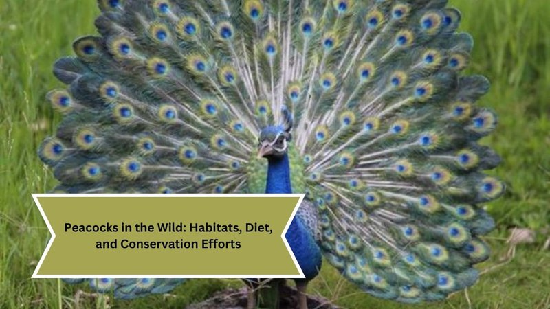 Conservation Efforts Aimed At Protecting The Peacock