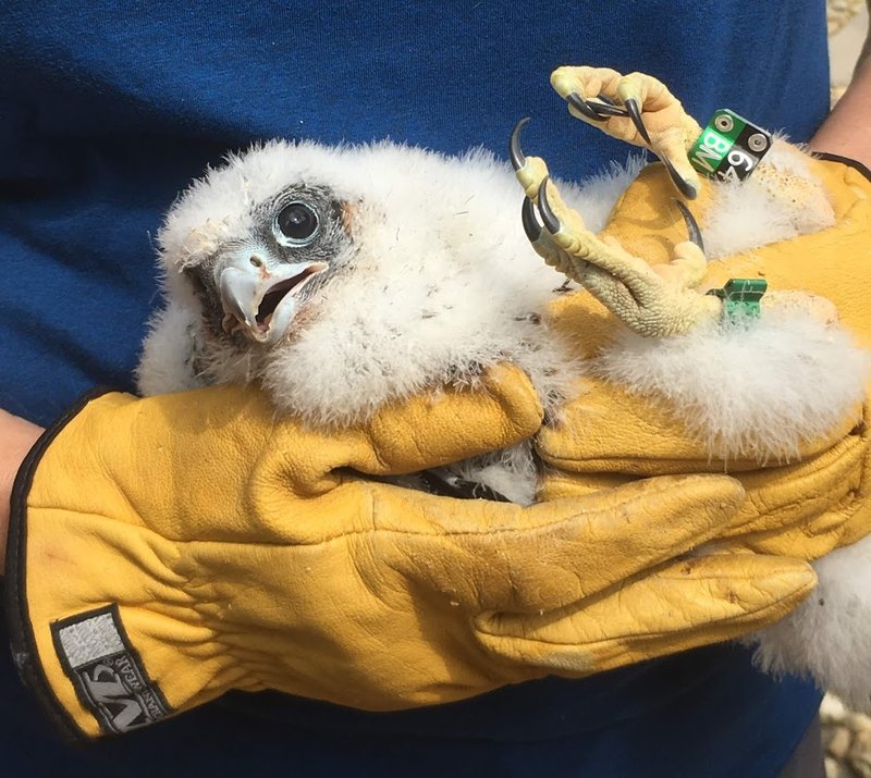 Conservation Efforts Aimed At Protecting The Peregrine Falcon