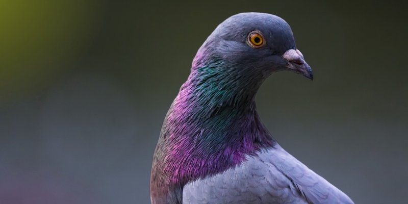 Conservation Efforts Aimed At Protecting The Pigeon