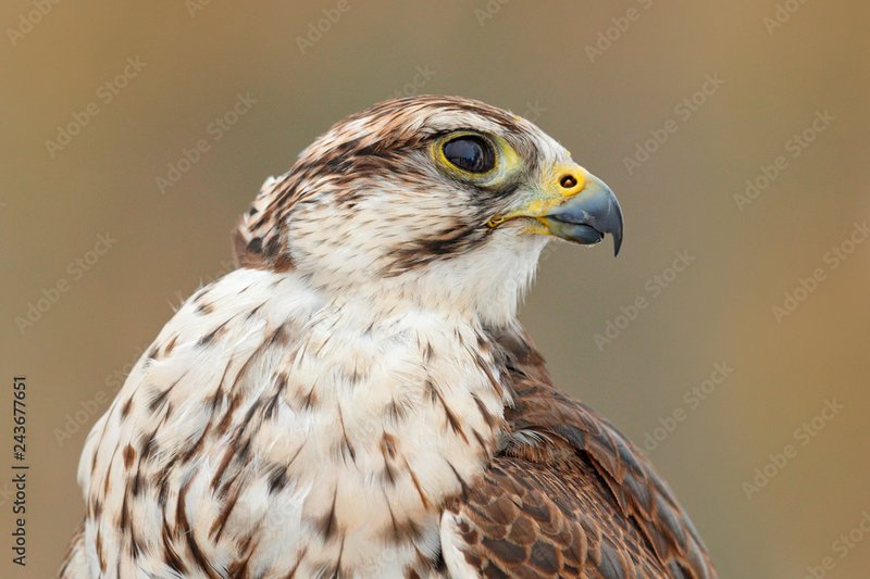 Conservation Efforts Aimed At Protecting The Saker Falcon