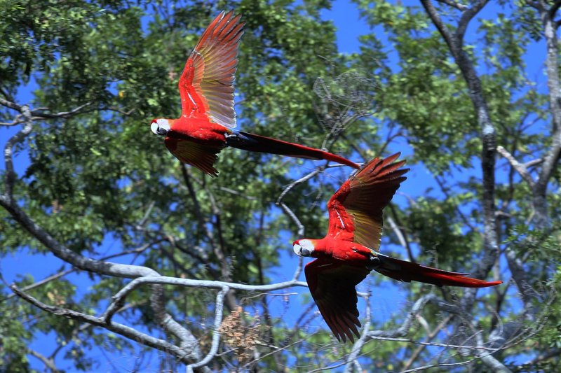 Conservation Efforts Aimed At Protecting The Scarlet Macaw