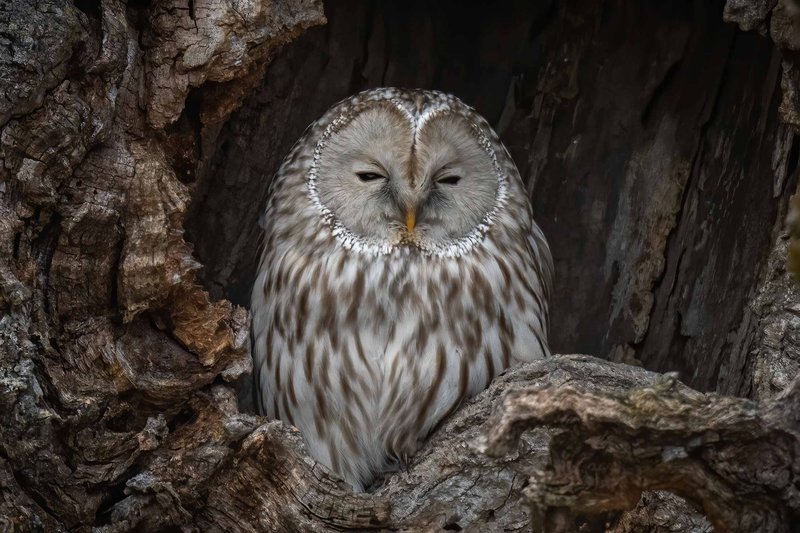 Conservation Efforts Aimed At Protecting The Snowy Owl