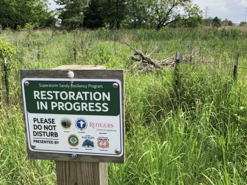 Conservation Efforts Aimed At Protecting The Stork