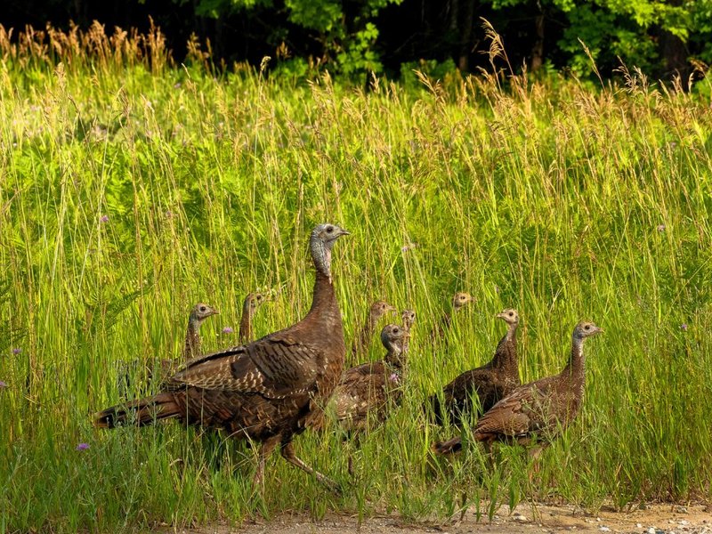 Conservation Efforts Aimed At Protecting The Turkey