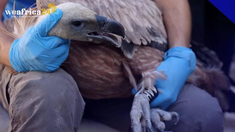 Conservation Efforts Aimed At Protecting The Vulture