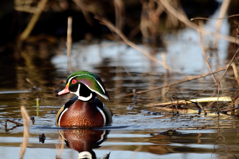 Conservation Efforts Aimed At Protecting The Wood Duck