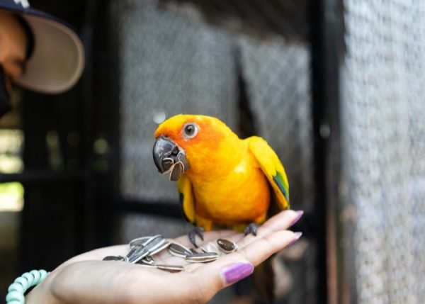 Conure Care Guide For Beginners: Diet, Housing, And Social Needs