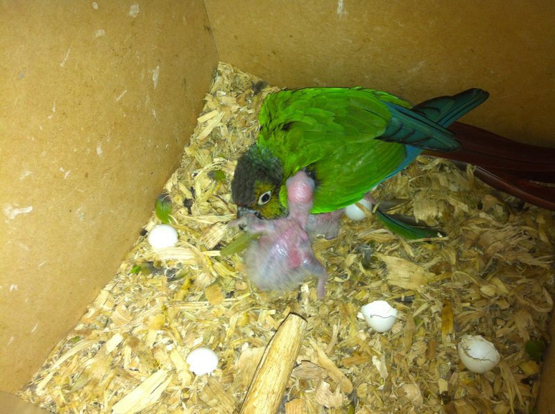 Conure Nesting Habits And Lifecycle