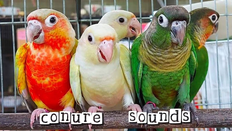 Conure Vocalizations And What They Mean