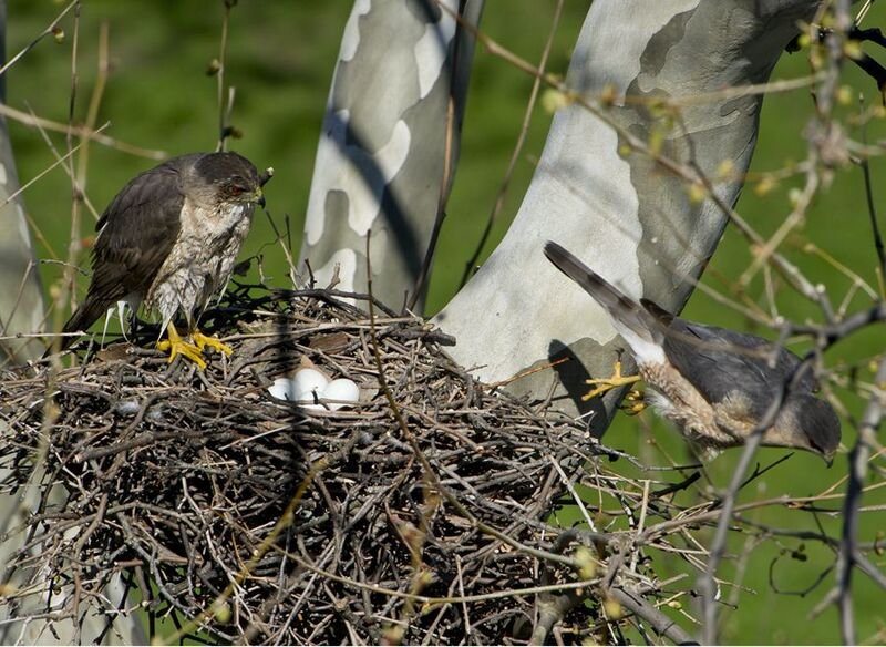 Cooper’S Hawk Nesting Habits And Lifecycle