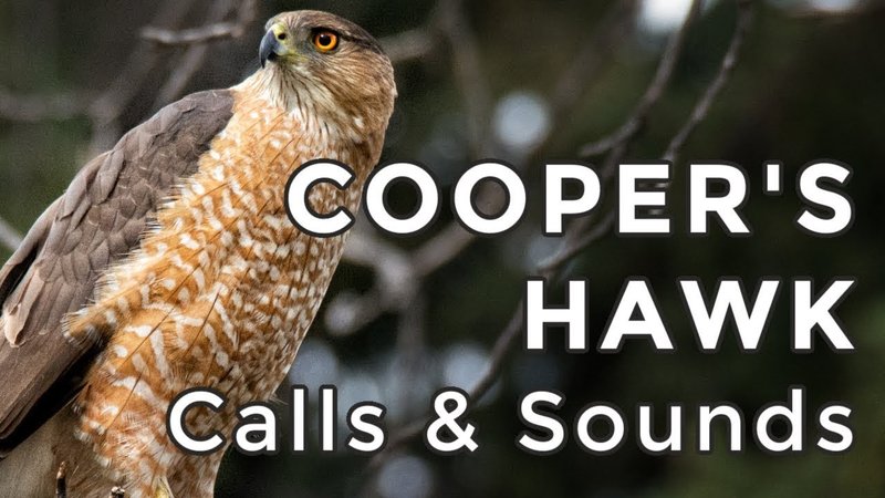 Cooper’S Hawk Vocalizations And What They Mean