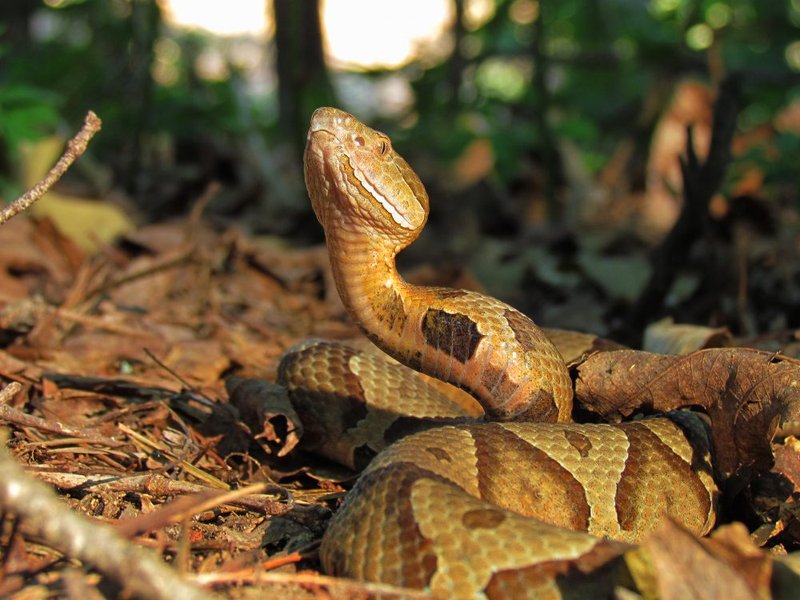 Copperhead